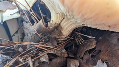 Neolentinus ponderosus