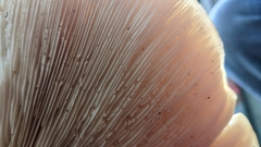 Neolentinus ponderosus