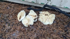 Neolentinus ponderosus