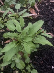 Stachys floridana