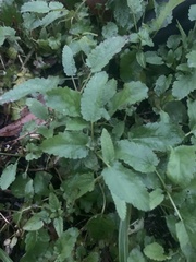 Stachys floridana