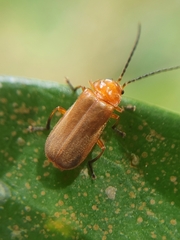 Sceloenopla