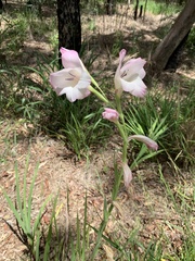 Gladiolus × hortulanus
