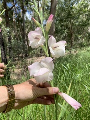 Gladiolus × hortulanus