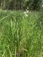 Gladiolus × hortulanus
