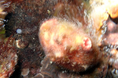 Pyuridae
