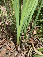 Gladiolus × hortulanus