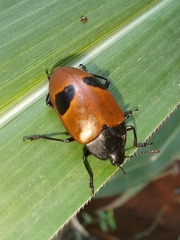 Iphiclus bimaculatus