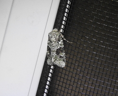 Lacinipolia laudabilis