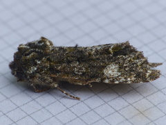 Copivaleria grotei