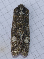 Copivaleria grotei