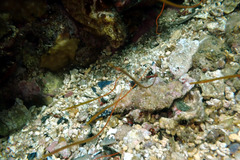 Stigmatopora narinosa