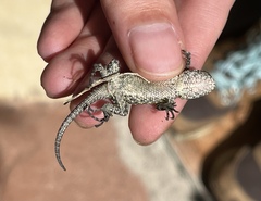 Sceloporus malachiticus