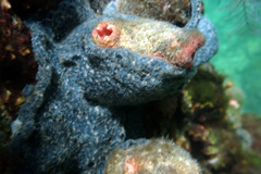 Pyuridae