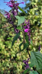 Salvia purpurea