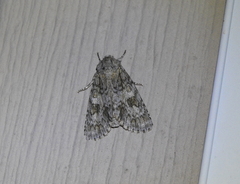 Acronicta rubricoma