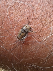 Anthribidae
