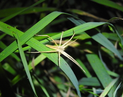 Pisaurina dubia