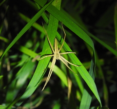 Pisaurina dubia