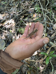 Brookesia superciliaris