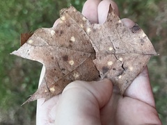 Callirhytis quercusfutilis