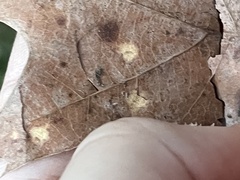 Callirhytis quercusfutilis