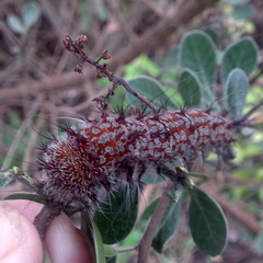 Holocerina smilax