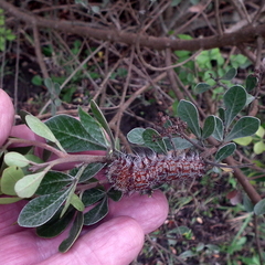 Holocerina smilax