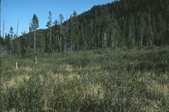 Betula glandulosa