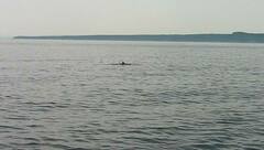 Balaenoptera acutorostrata