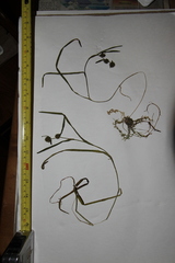 Sparganium hyperboreum