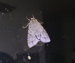 Acronicta