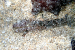 Alpheus novaezealandiae