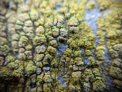 Flavoplaca