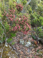 Ericaceae