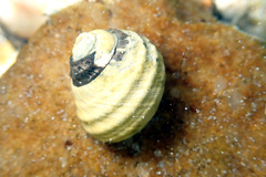 Austrocochlea constricta