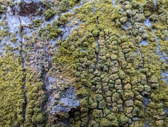 Flavoplaca