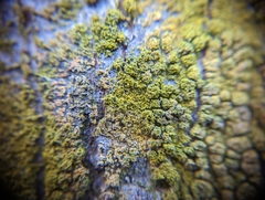 Flavoplaca