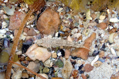 Favonigobius lateralis