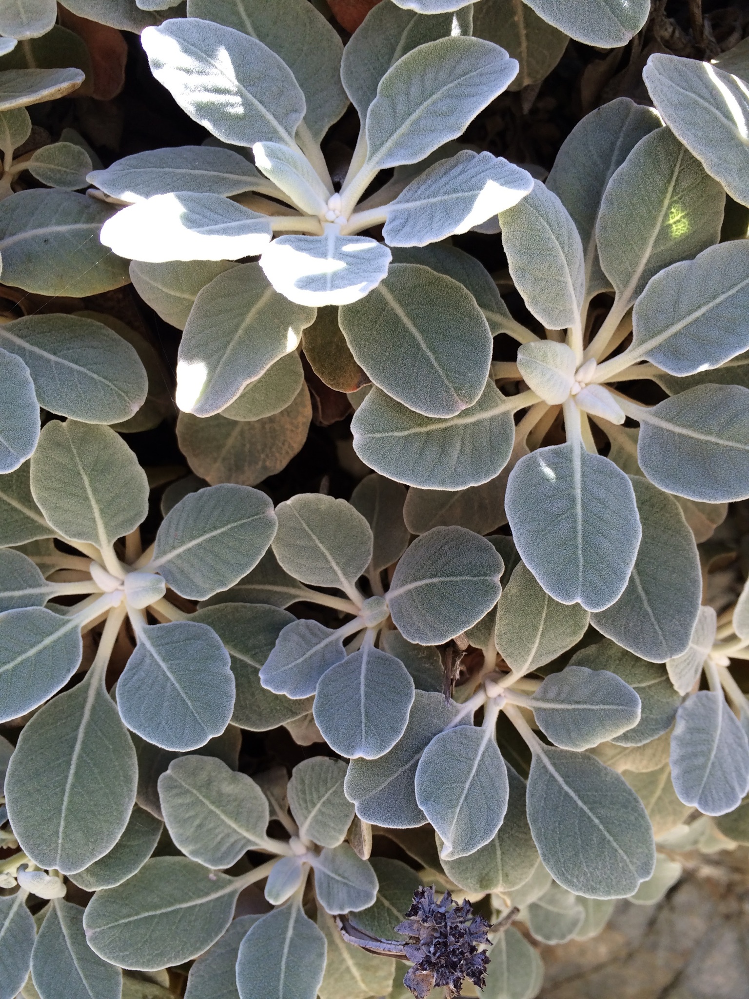 Eriogonum molle