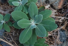 Eriogonum molle