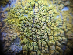 Flavoplaca