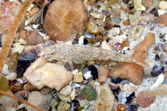 Favonigobius lateralis