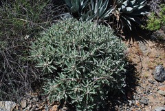Eriogonum molle