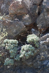 Eriogonum molle
