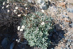 Eriogonum molle