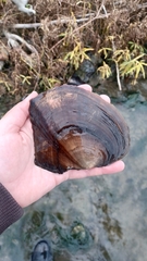 Lasmigona complanata