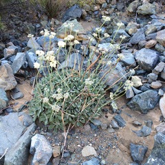 Eriogonum molle