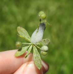 Lepyronia quadrangularis