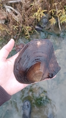 Lasmigona complanata